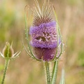 91 bilder 1707_1079.jpg