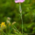 91 foto 1706_0356.jpg