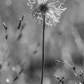 31 foto 1907_0070.jpg
