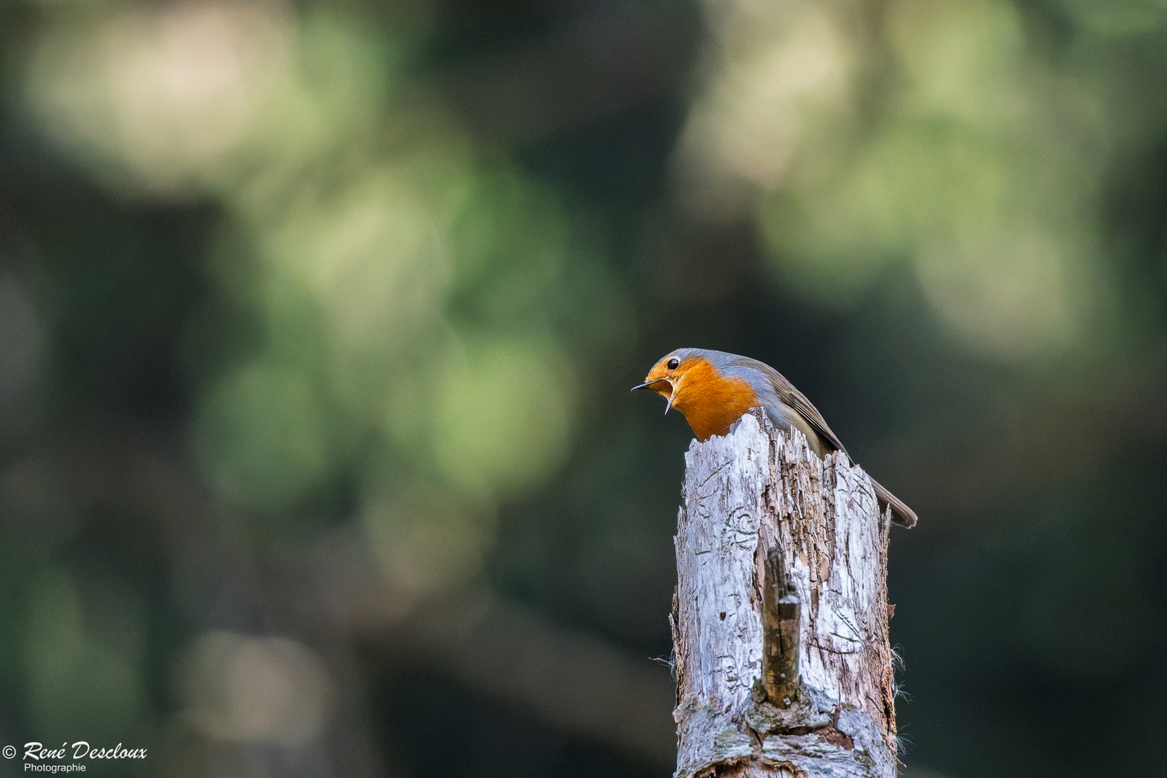 2603 8098 (201 bisita) 2603 8098