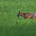 2606_7455.jpg